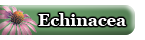 Echinacea Supplement