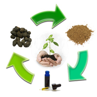 Saw Palmetto Supplement Process